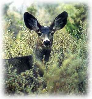 Deer